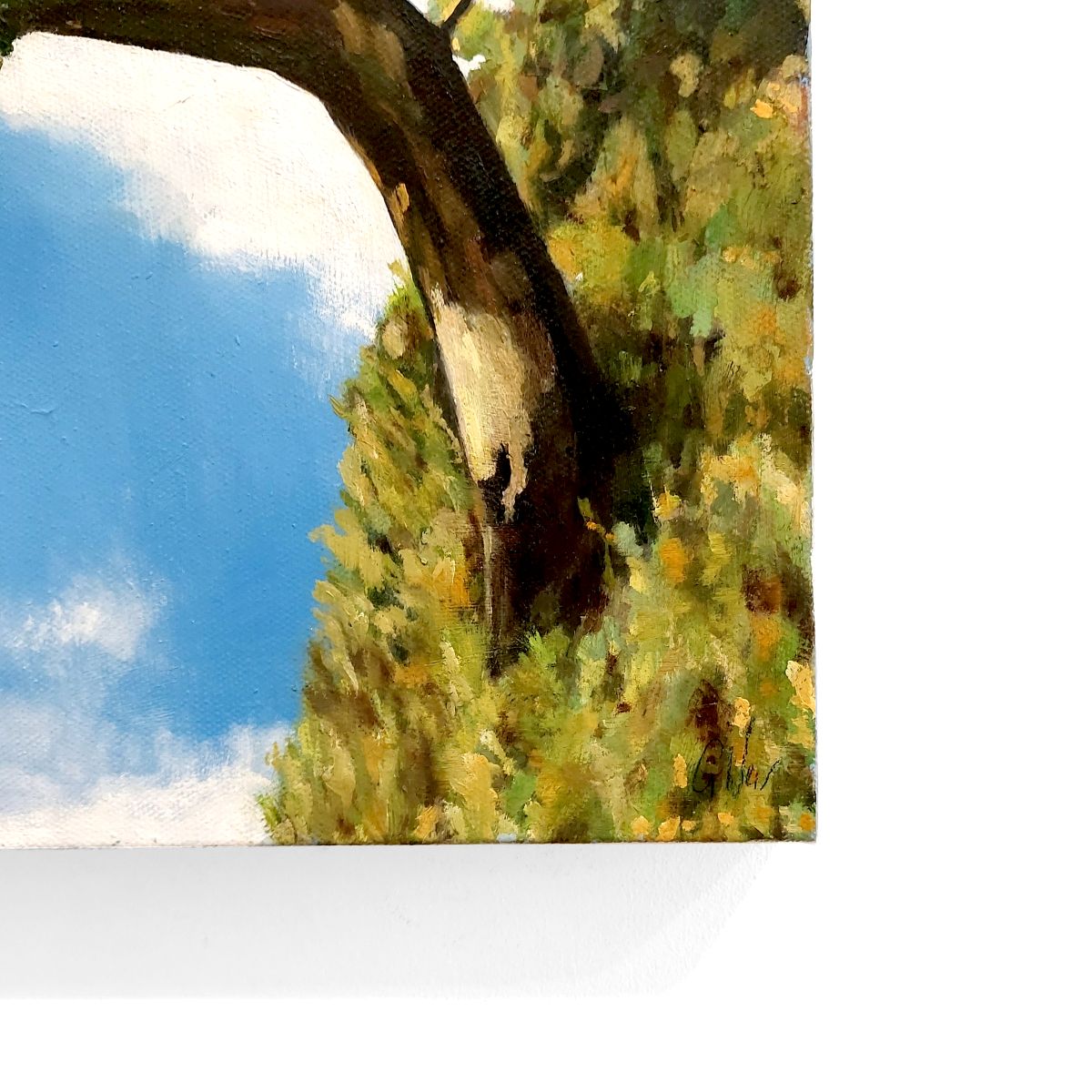 Gavin Weir | Balmaha Hawthorne