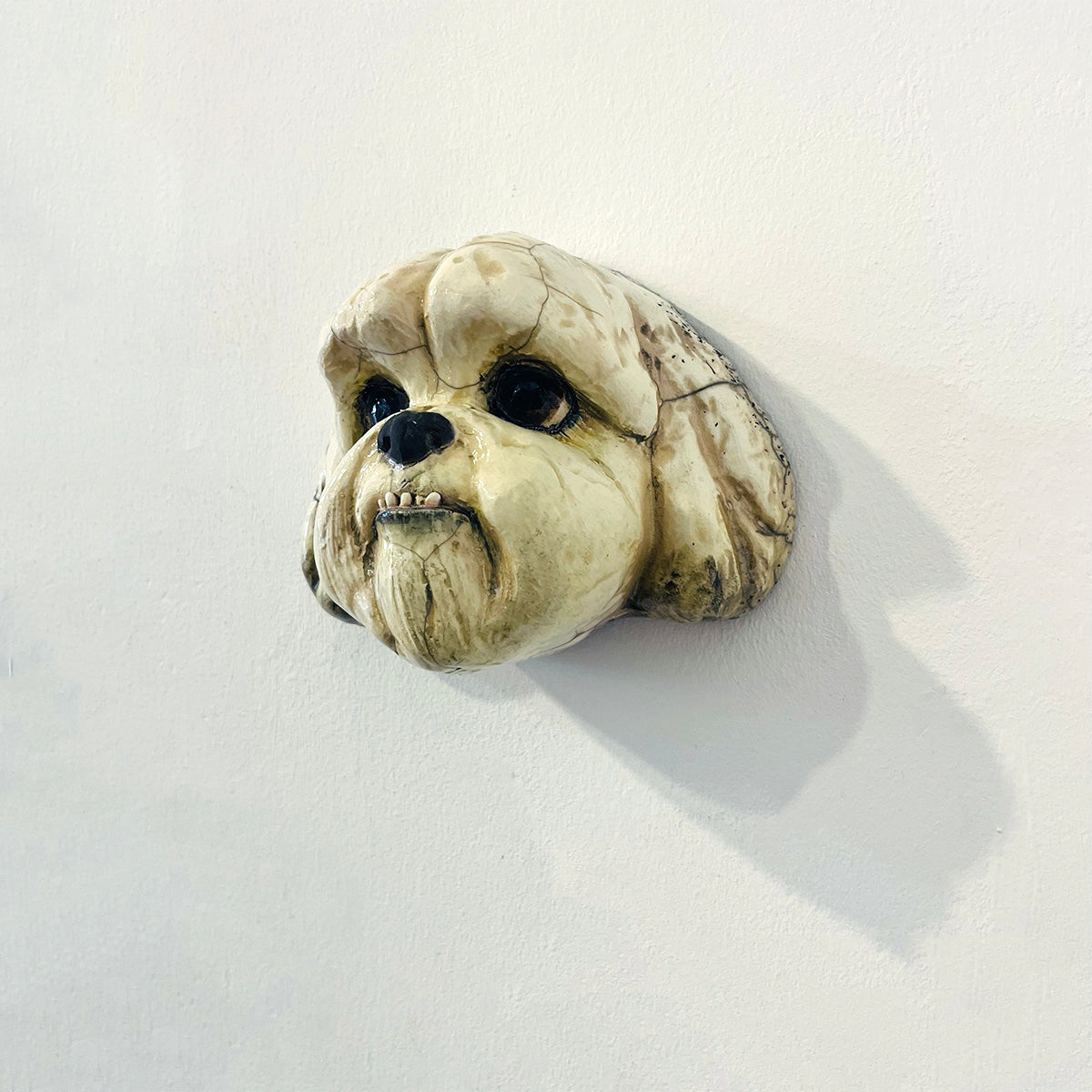 Alex Johannsen | Shih Tzu