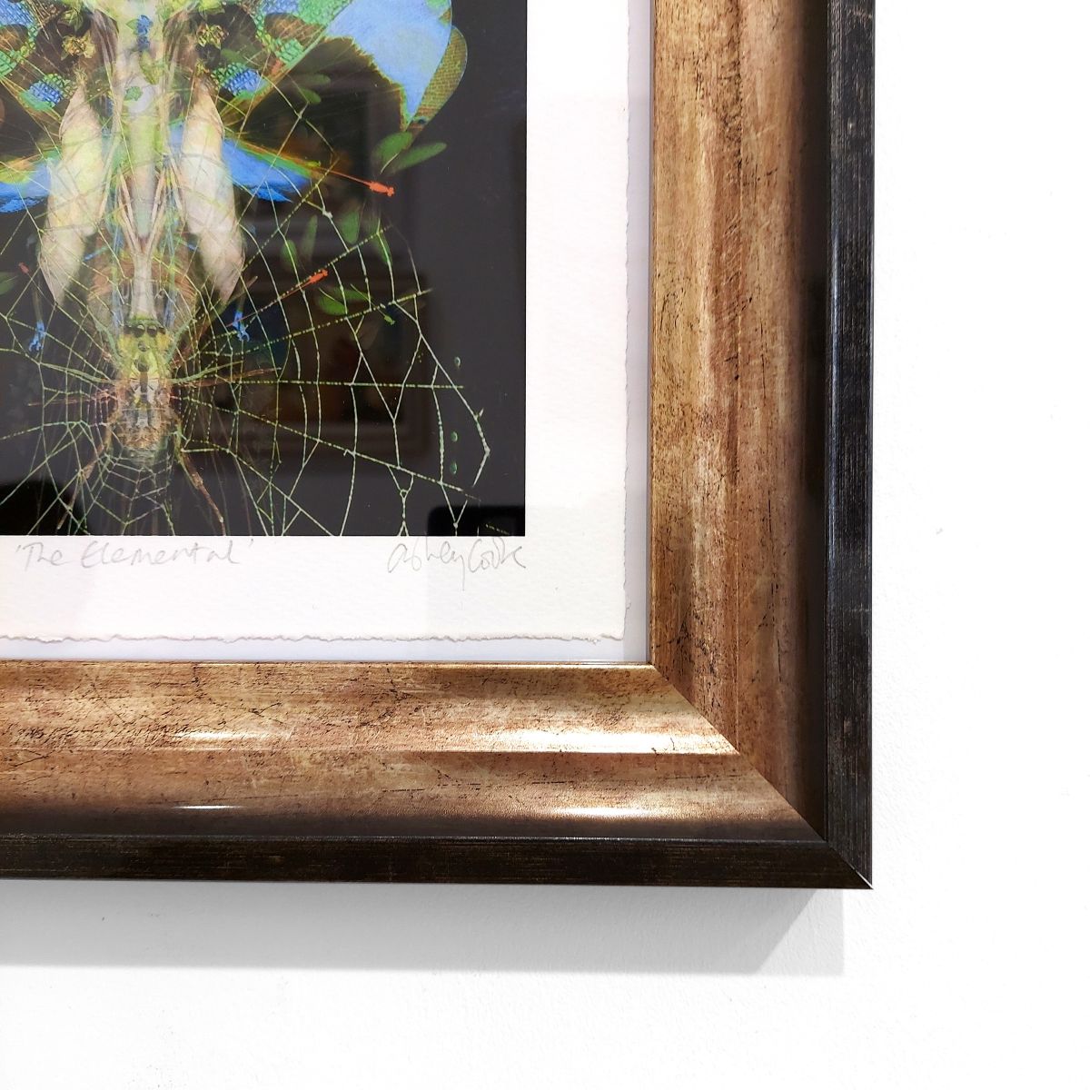 Ashley Cook | The Elemental, 1/20