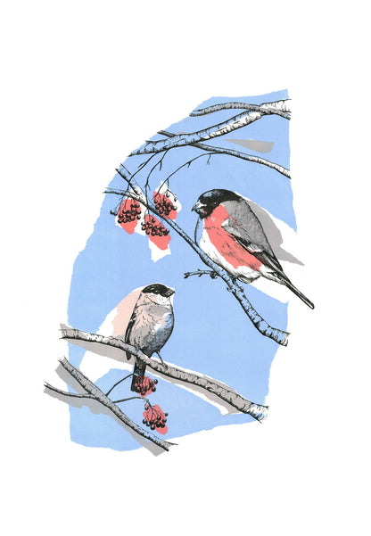 Joanna McDonough | Bullfinch Love - Screenprint with Pen and Ink