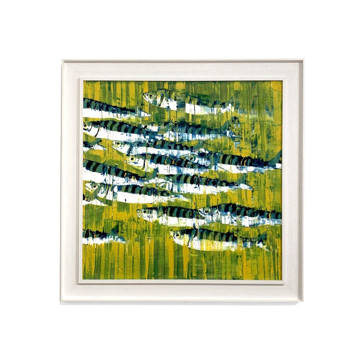 Rob Shaw | Atlantic Mackerel