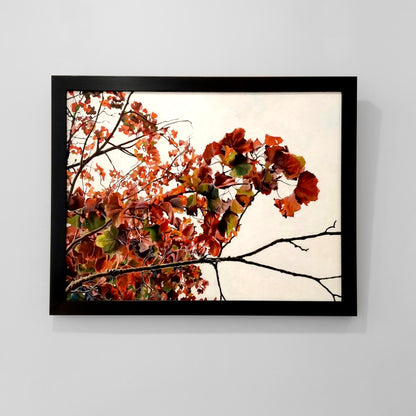 Gavin Weir | Autumn Maple, Golden Ratio