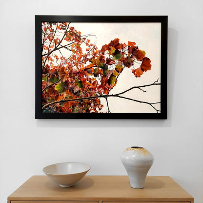 Gavin Weir | Autumn Maple, Golden Ratio