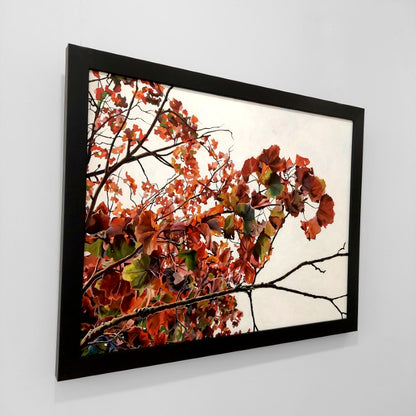 Gavin Weir | Autumn Maple, Golden Ratio