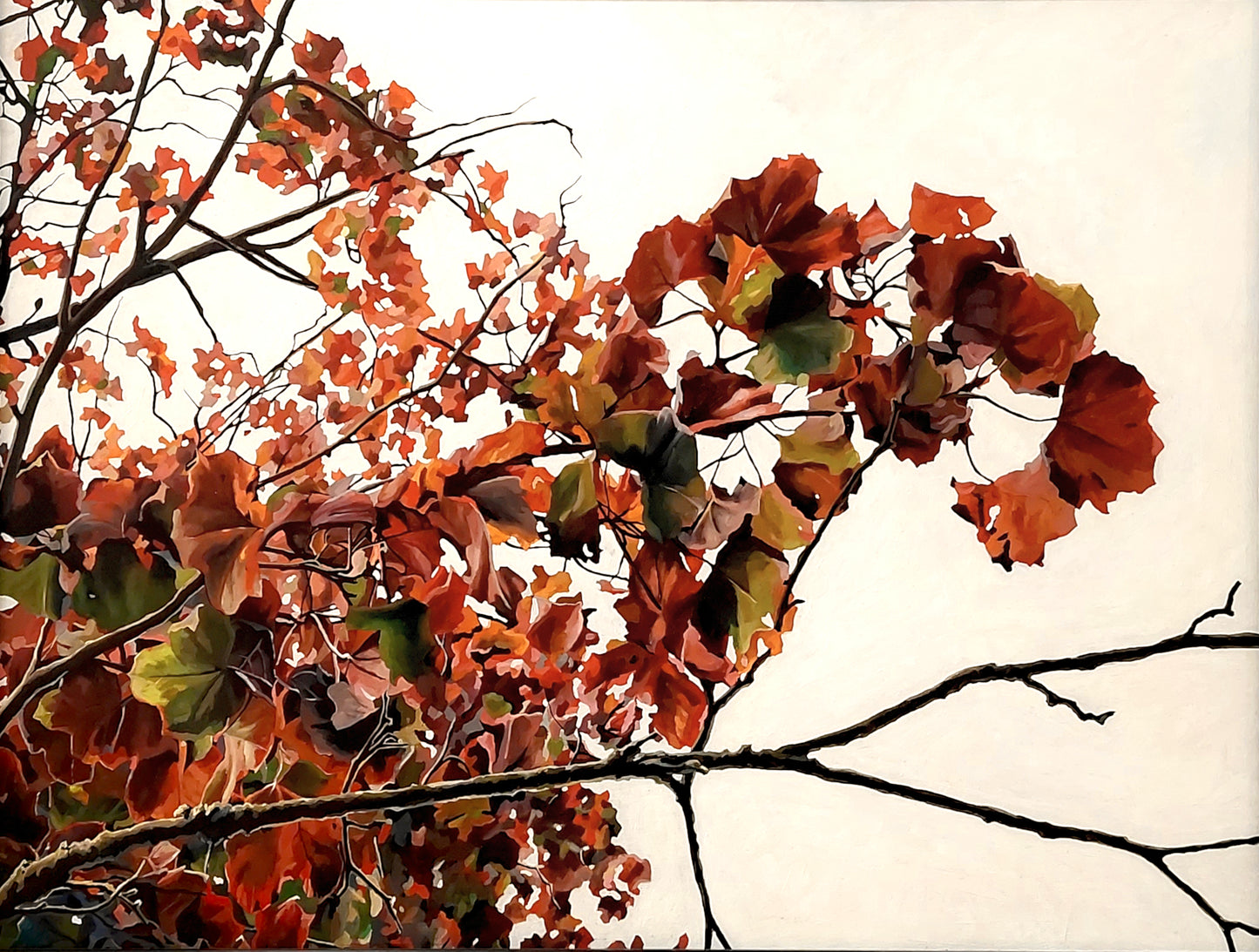 Gavin Weir | Autumn Maple, Golden Ratio
