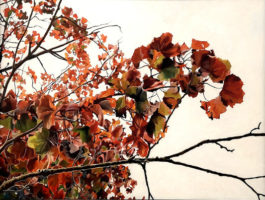 Gavin Weir | Autumn Maple, Golden Ratio