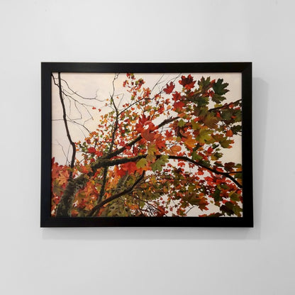 Gavin Weir | Autumn Maple I