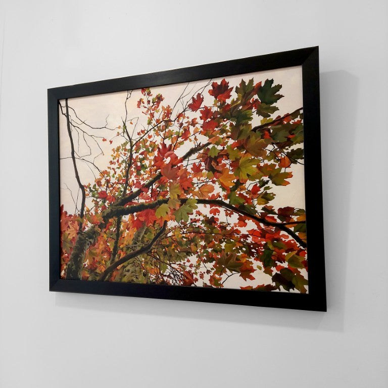 Gavin Weir | Autumn Maple I