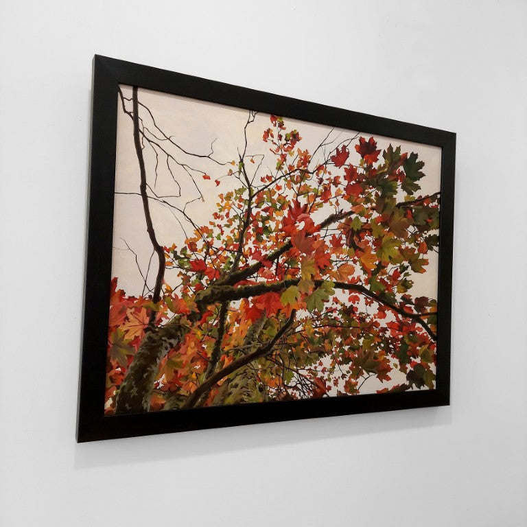 Gavin Weir | Autumn Maple I