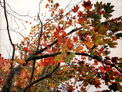 Gavin Weir | Autumn Maple I