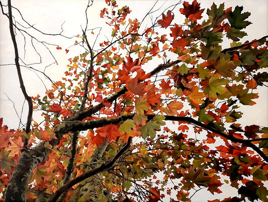 Gavin Weir | Autumn Maple I