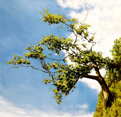 Gavin Weir | Balmaha Hawthorne