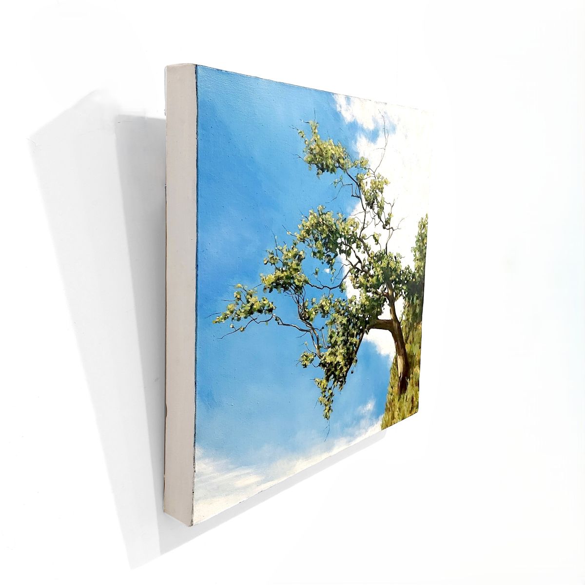 Gavin Weir | Balmaha Hawthorne