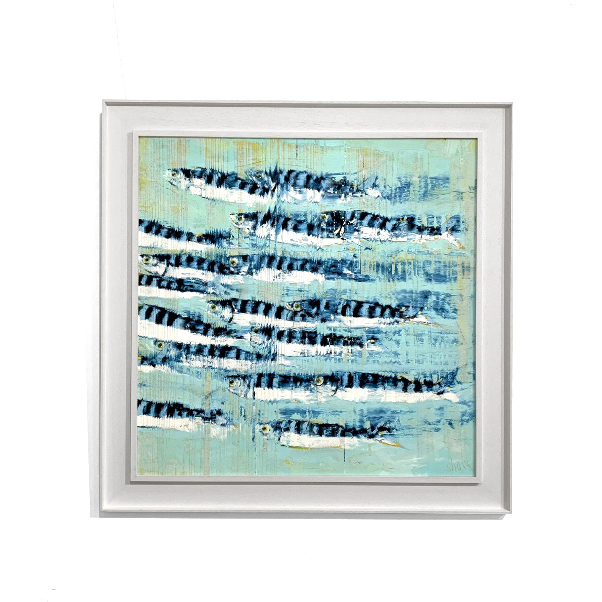 Rob Shaw | Blue Mackerel