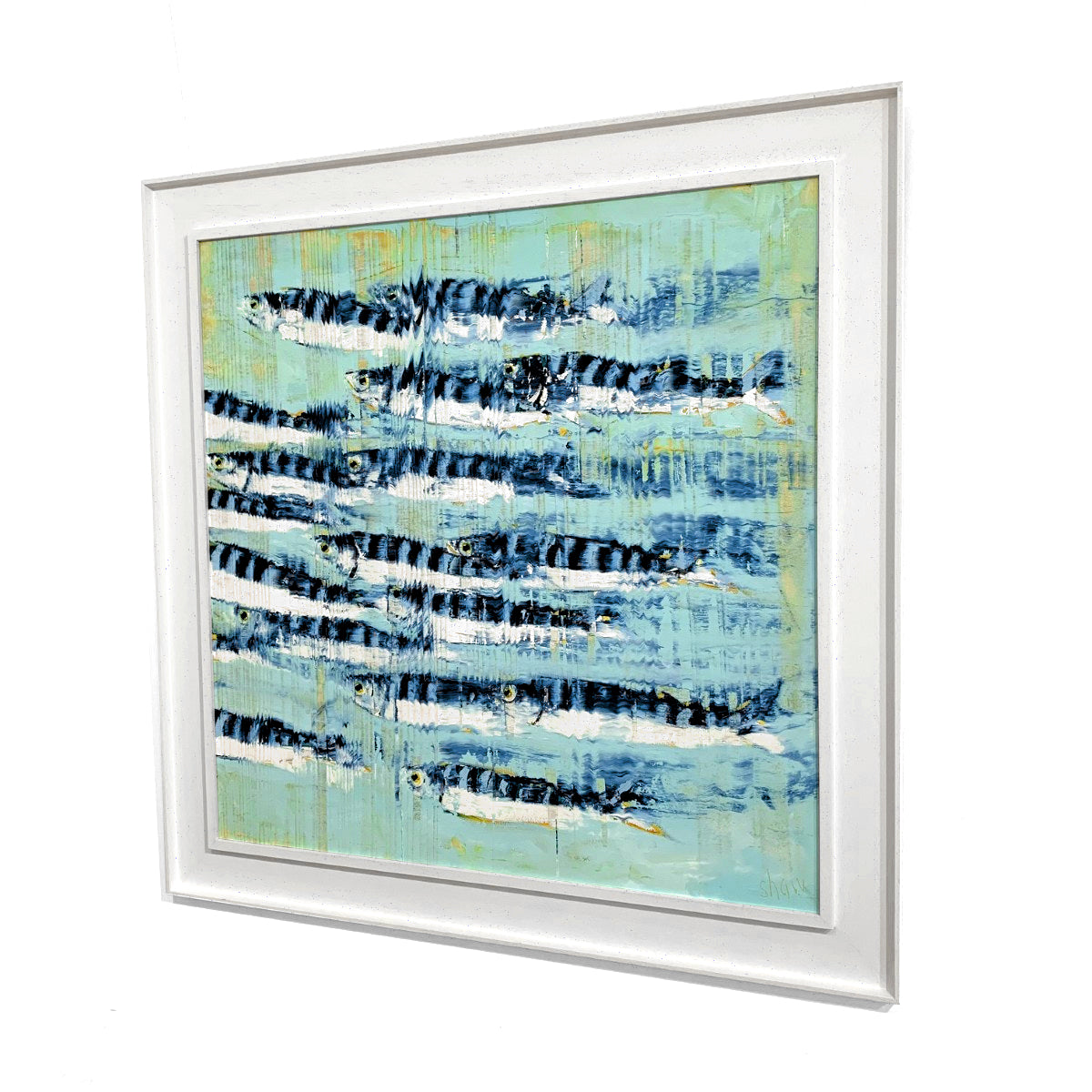 Rob Shaw | Blue Mackerel