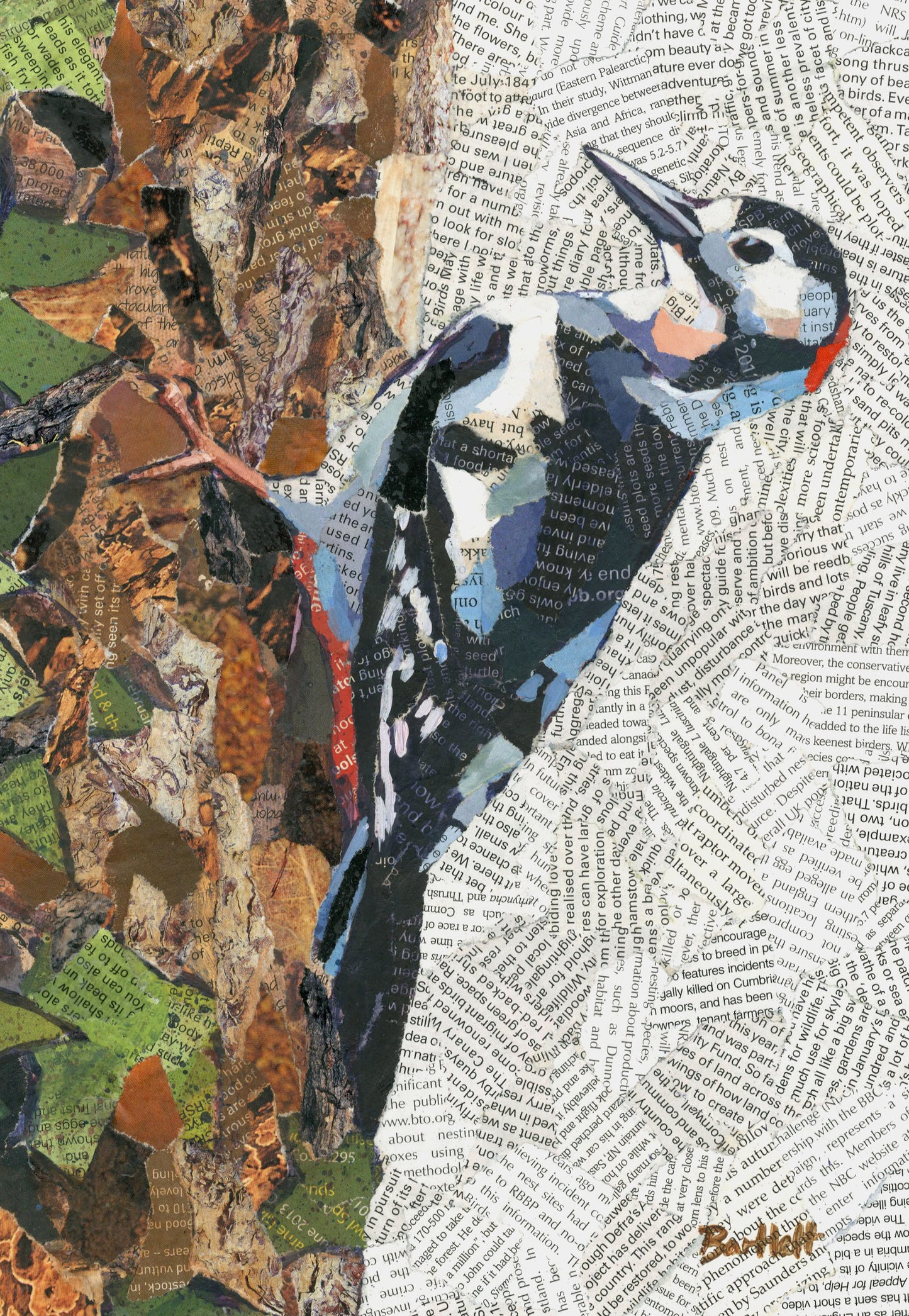 Paul Bartlett | Great Spotted Woodpecker