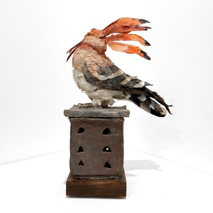 Mark Gibbs | Hoopoe, King of Birds