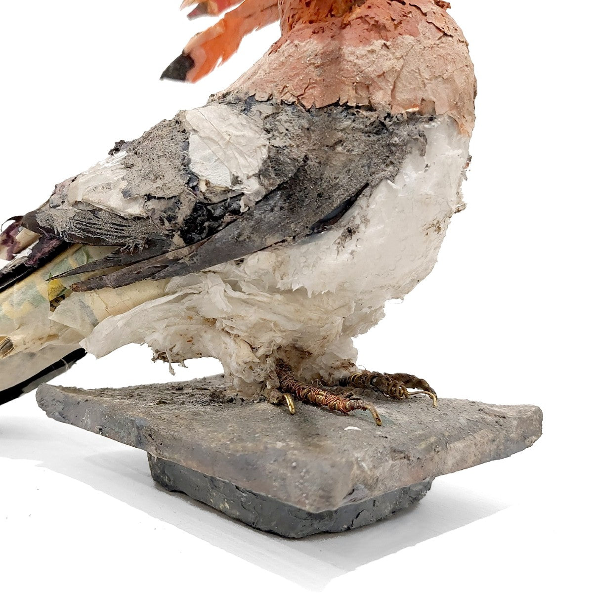 Mark Gibbs | Hoopoe, King of Birds