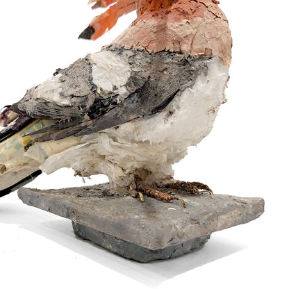 Mark Gibbs | Hoopoe, King of Birds