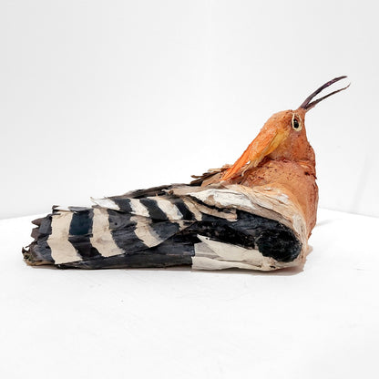 Mark Gibbs | Hoopoe, Queen of Birds