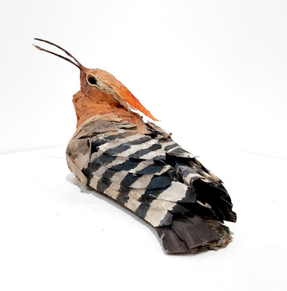 Mark Gibbs | Hoopoe, Queen of Birds