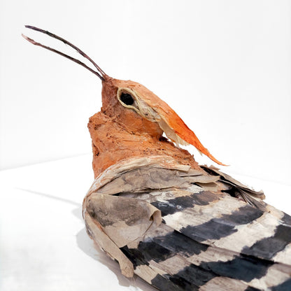 Mark Gibbs | Hoopoe, Queen of Birds