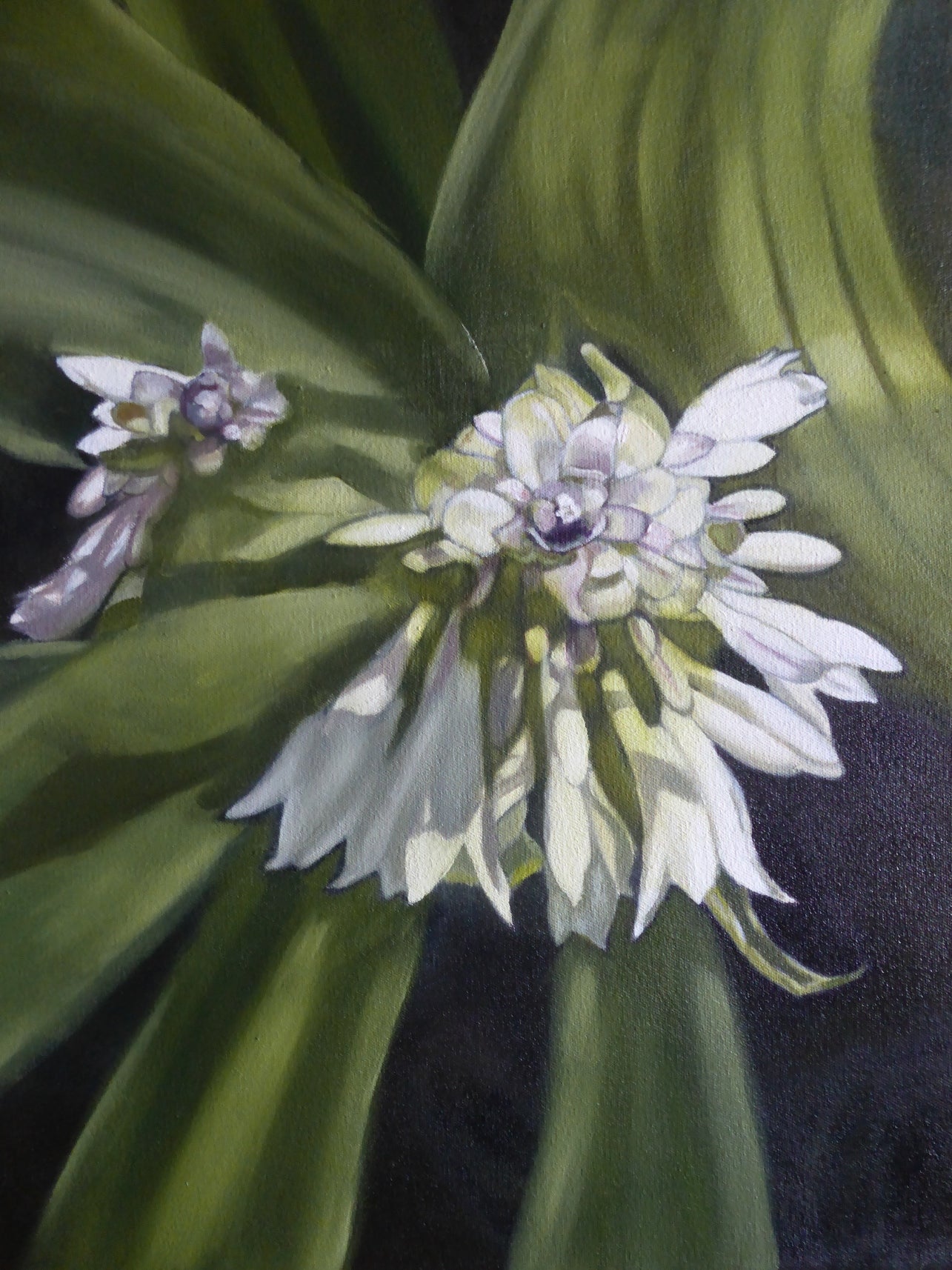 Ellisa Haldenby | Hosta III