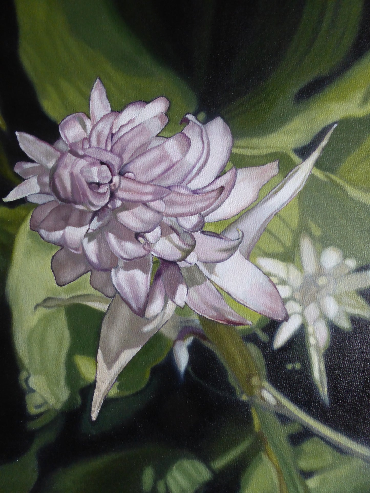 Ellisa Haldenby | Hosta II