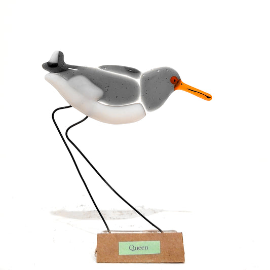 Moira Buchanan | Oystercatcher - 'Queen'