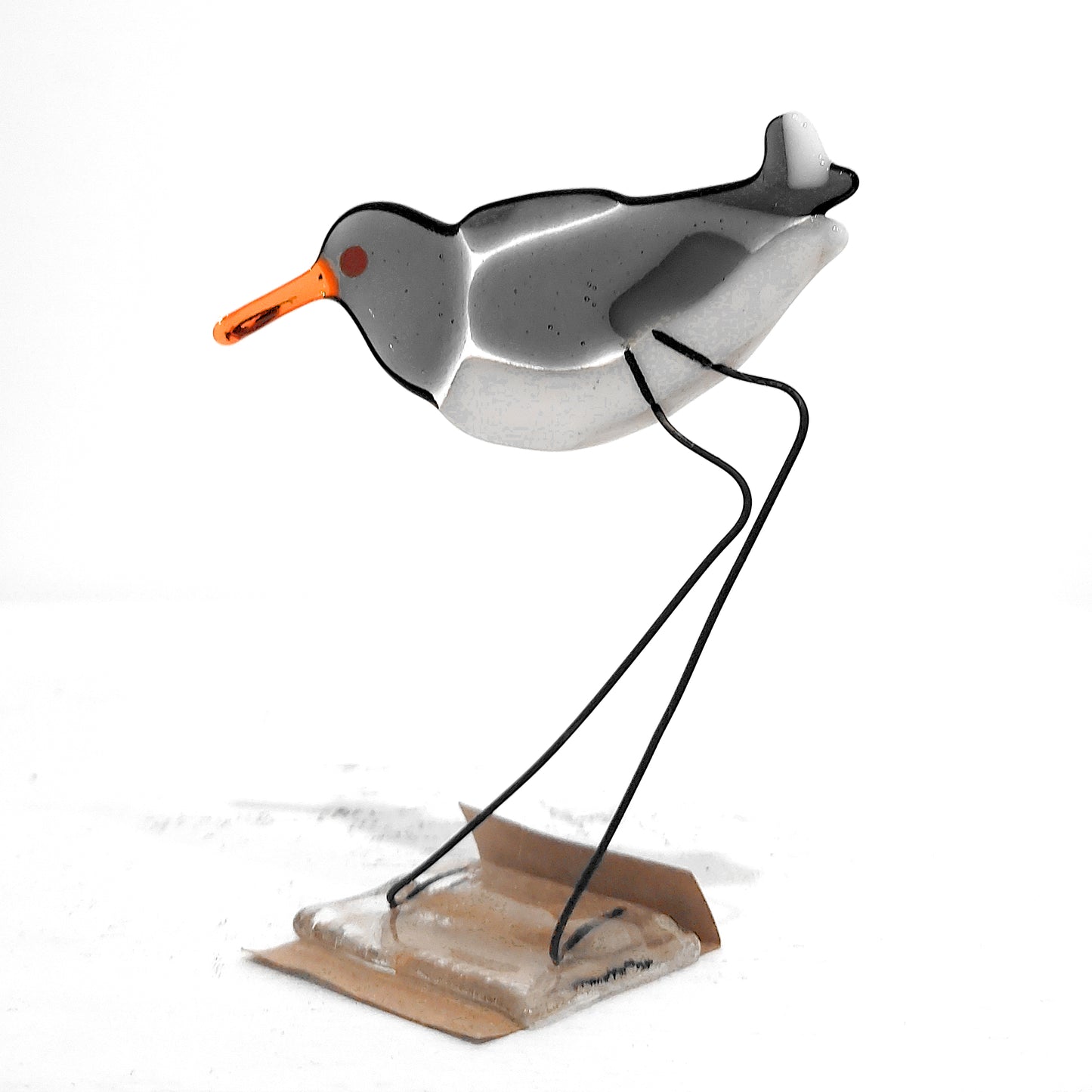 Moira Buchanan | Oystercatcher - 'Queen'