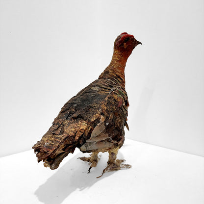 Mark Gibbs | Red Grouse I