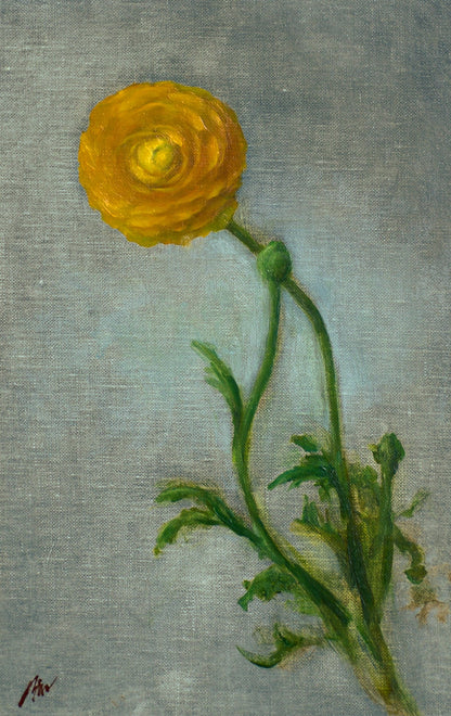 Ke Zhang | Study of Ranunculus