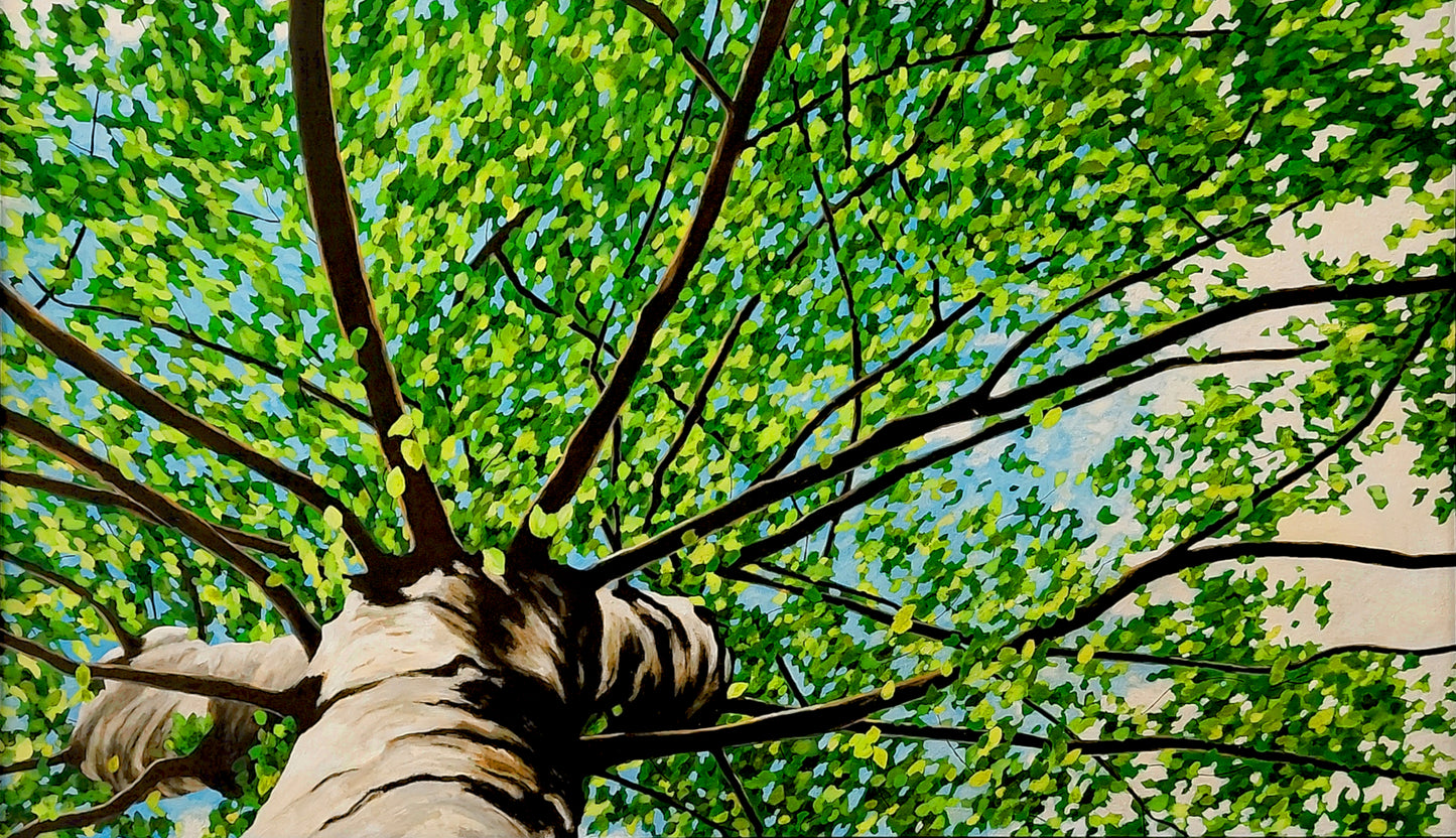 Gavin Weir | Summer Breeze Birch