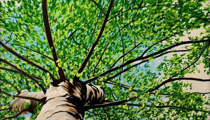 Gavin Weir | Summer Breeze Birch
