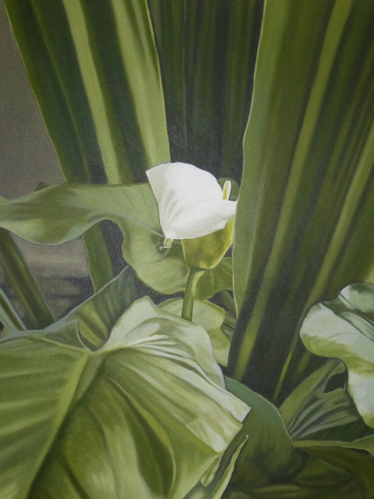 Ellisa Haldenby | Zantedeschia I