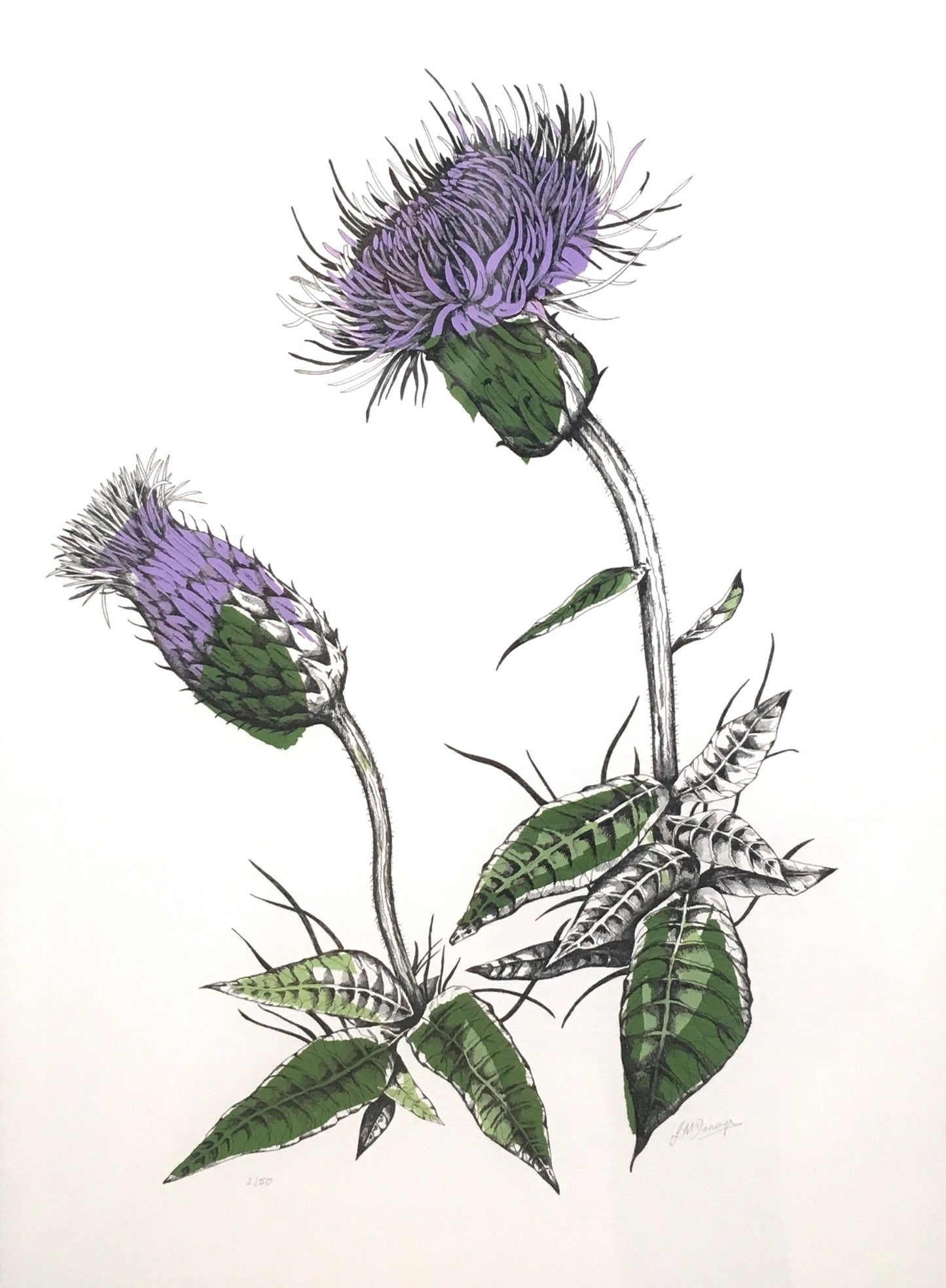 Joanna McDonough | Melancholy Thistle